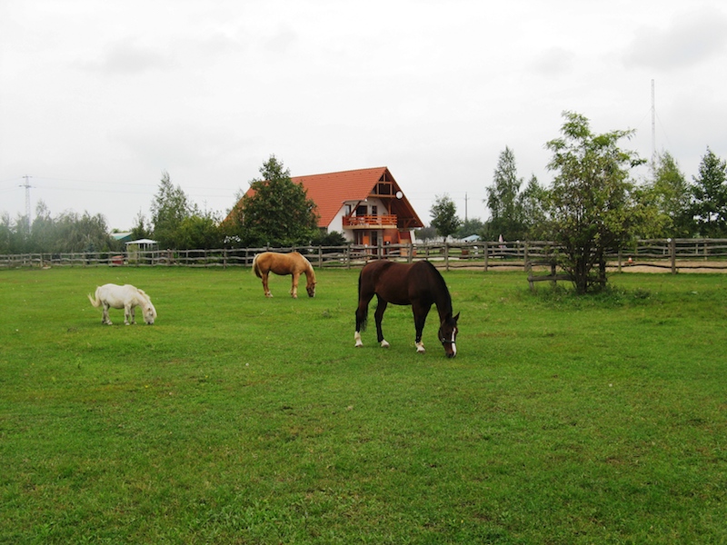 Animal park, zoo, petting zoo, horse riding, pony riding, camel, camels, camel riding, bubble football, Big Ball, Zorb, Zorbing, adventure park, Siófok, Balaton, programs