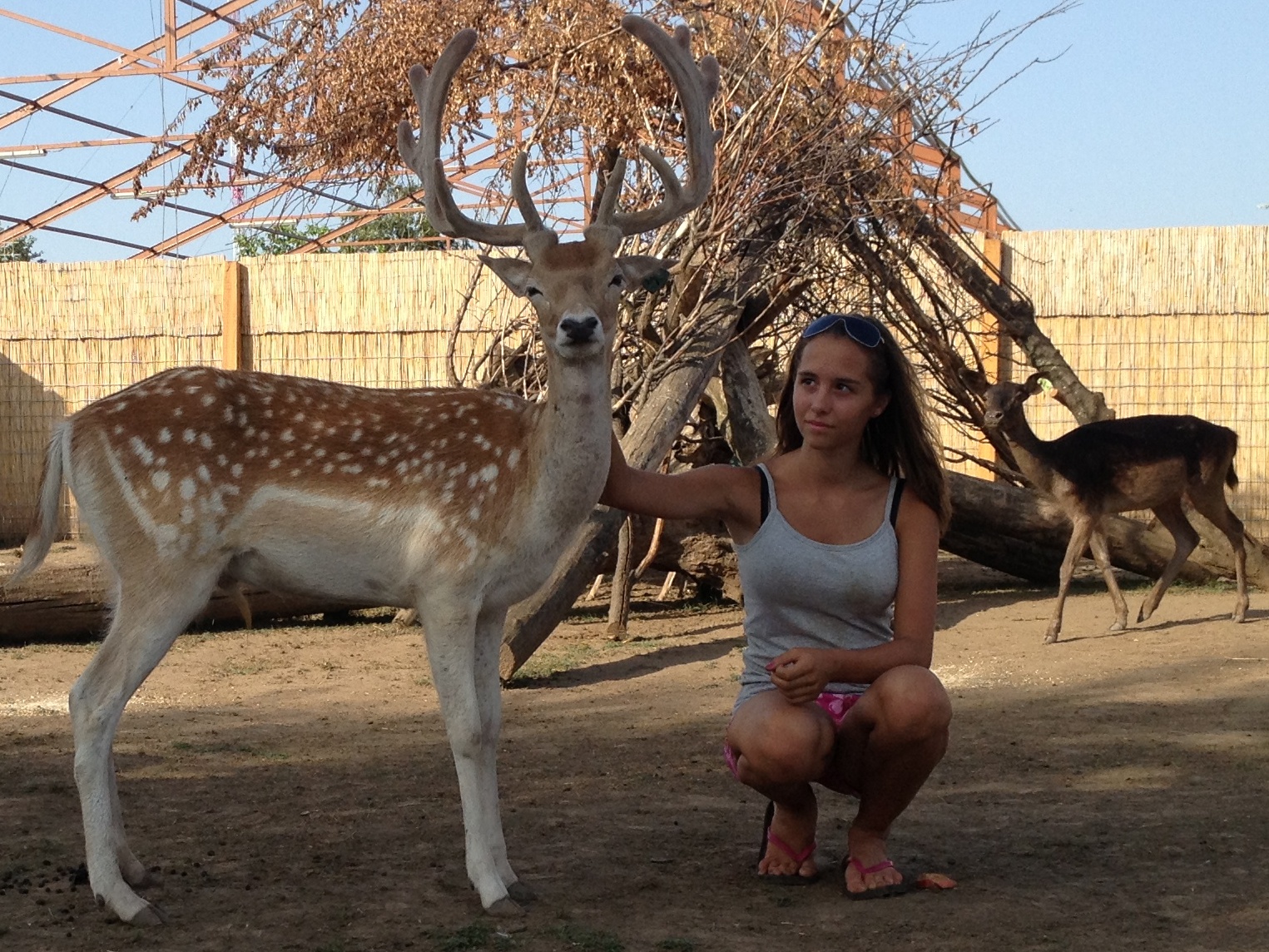 Siófok programok, Bella Állatpark, Zoo, állatkert, kalandpark, élménypark, állatok, Balaton