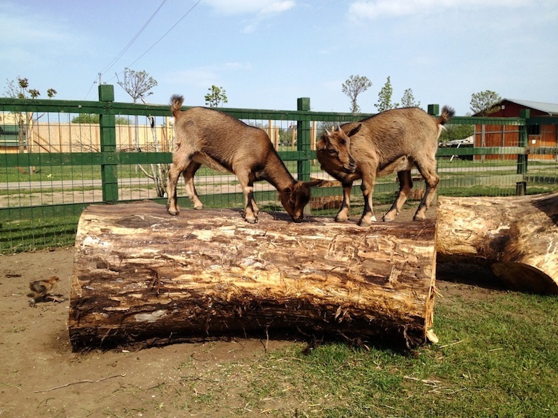 Zoo Park, Tierpark, reiten, pony, kamel, trampeltier, kalmele reiten, Hüpfburg, Abenteuerpark, Big Ball, Zorb, Zorbing, Siófok, Balaton, programme, Blasen-Fußball