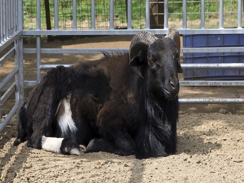 Zoo Park, Tierpark, reiten, pony, kamel, trampeltier, kalmele reiten, Hüpfburg, Abenteuerpark, Big Ball, Zorb, Zorbing, Siófok, Balaton, programme, Blasen-Fußball