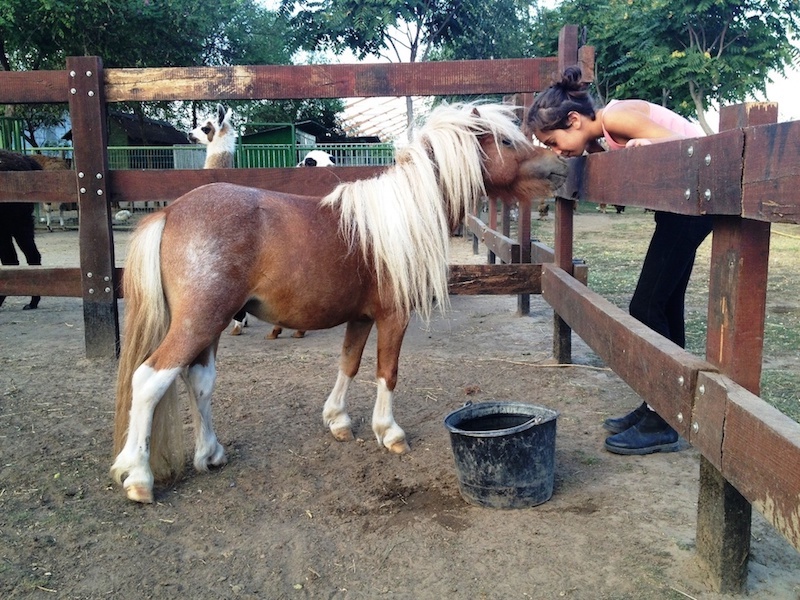 Zoo Park, Tierpark, reiten, pony, kamel, trampeltier, kalmele reiten, Hüpfburg, Abenteuerpark, Big Ball, Zorb, Zorbing, Siófok, Balaton, programme, Blasen-Fußball