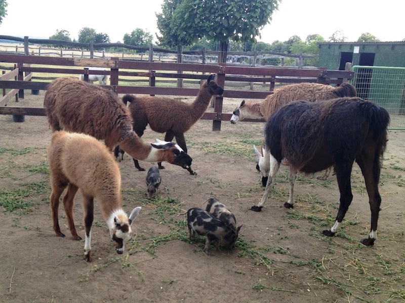 Zoo Park, Tierpark, reiten, pony, kamel, trampeltier, kalmele reiten, Hüpfburg, Abenteuerpark, Big Ball, Zorb, Zorbing, Siófok, Balaton, programme, Blasen-Fußball