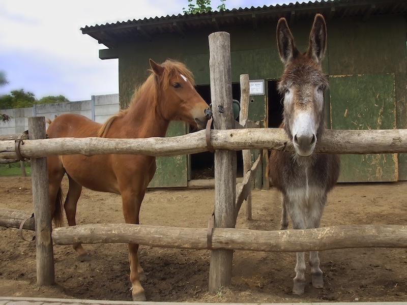 Bella Állatpark, Siófok, Programok, Állatsimogató