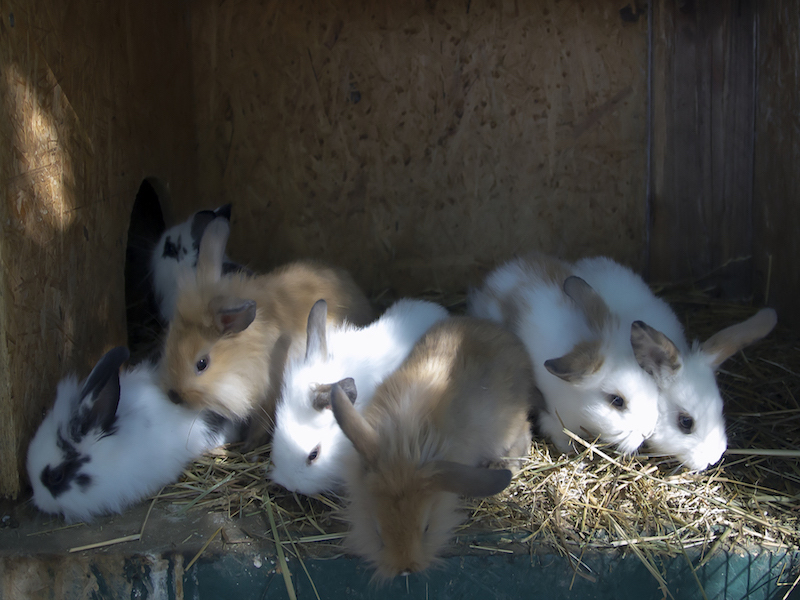 Zoo Park, Tierpark, reiten, pony, kamel, trampeltier, kalmele reiten, Hüpfburg, Abenteuerpark, Big Ball, Zorb, Zorbing, Siófok, Balaton, programme, Blasen-Fußball