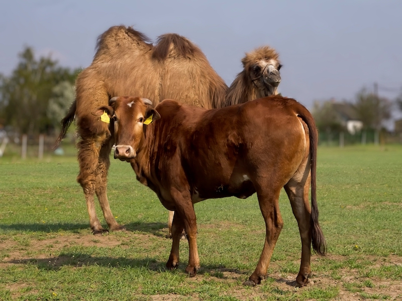 Zoo Park, Tierpark, reiten, pony, kamel, trampeltier, kalmele reiten, Hüpfburg, Abenteuerpark, Big Ball, Zorb, Zorbing, Siófok, Balaton, programme, Blasen-Fußball