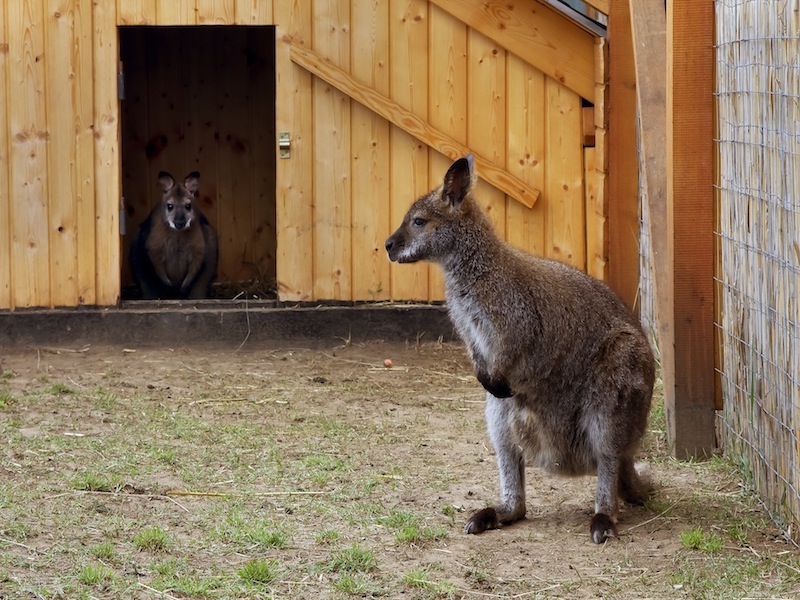 Zoo Park, Tierpark, reiten, pony, kamel, trampeltier, kalmele reiten, Hüpfburg, Abenteuerpark, Big Ball, Zorb, Zorbing, Siófok, Balaton, programme, Blasen-Fußball