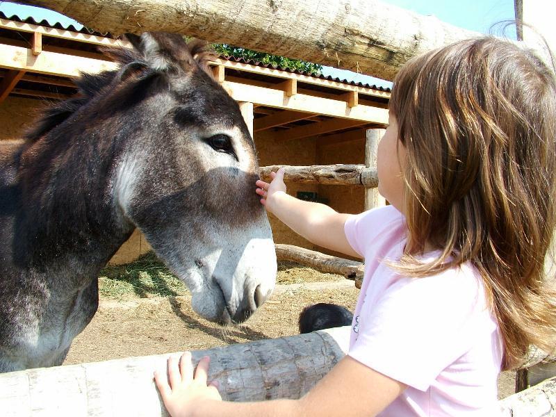 Zoo Park, Tierpark, reiten, pony, kamel, trampeltier, kalmele reiten, Hüpfburg, Abenteuerpark, Big Ball, Zorb, Zorbing, Siófok, Balaton, programme, Blasen-Fußball