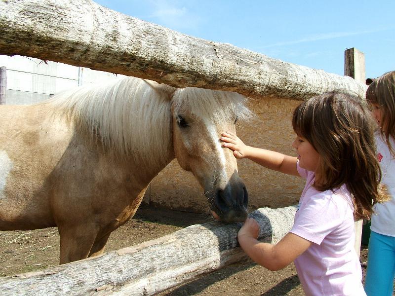 Zoo Park, Tierpark, reiten, pony, kamel, trampeltier, kalmele reiten, Hüpfburg, Abenteuerpark, Big Ball, Zorb, Zorbing, Siófok, Balaton, programme, Blasen-Fußball