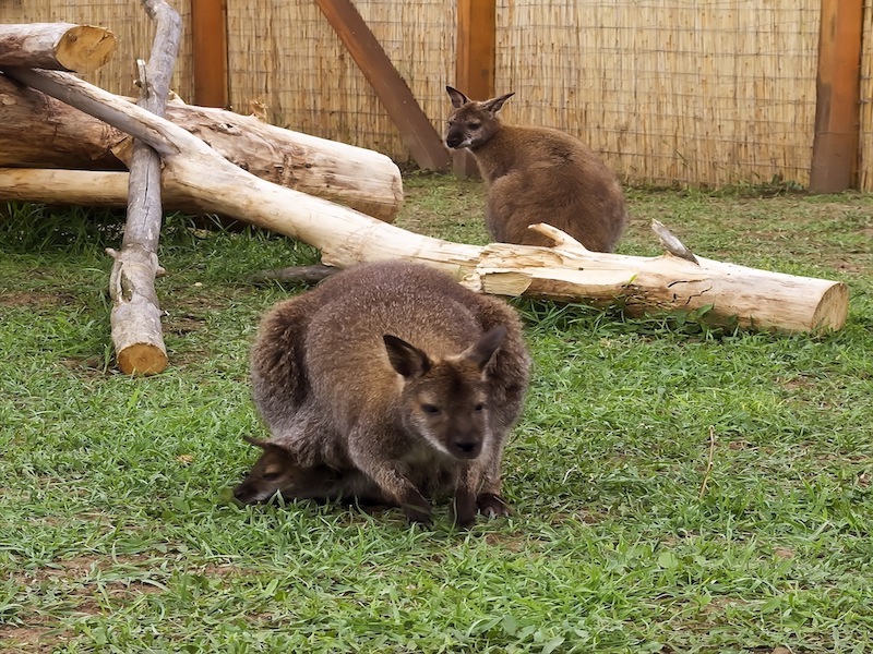 Zoo Park, Tierpark, reiten, pony, kamel, trampeltier, kalmele reiten, Hüpfburg, Abenteuerpark, Big Ball, Zorb, Zorbing, Siófok, Balaton, programme, Blasen-Fußball