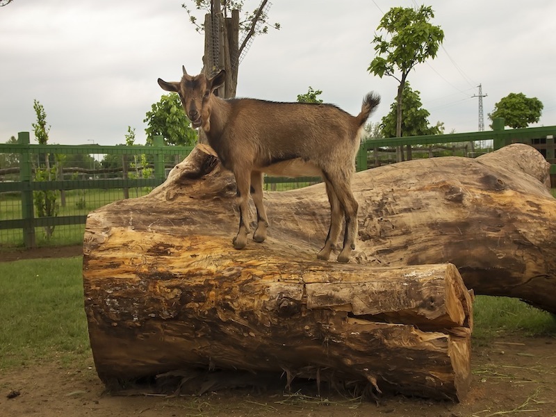 Zoo Park, Tierpark, reiten, pony, kamel, trampeltier, kalmele reiten, Hüpfburg, Abenteuerpark, Big Ball, Zorb, Zorbing, Siófok, Balaton, programme, Blasen-Fußball