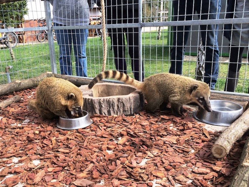 Bella Állatpark, Siófok, Programok, Állatsimogató