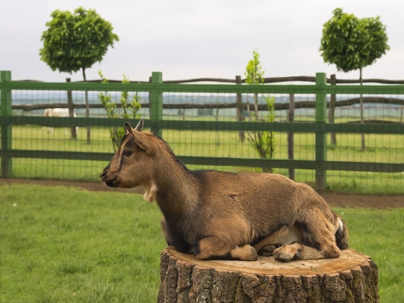 Zoo Park, Tierpark, reiten, pony, kamel, trampeltier, kalmele reiten, Hüpfburg, Abenteuerpark, Big Ball, Zorb, Zorbing, Siófok, Balaton, programme, Blasen-Fußball