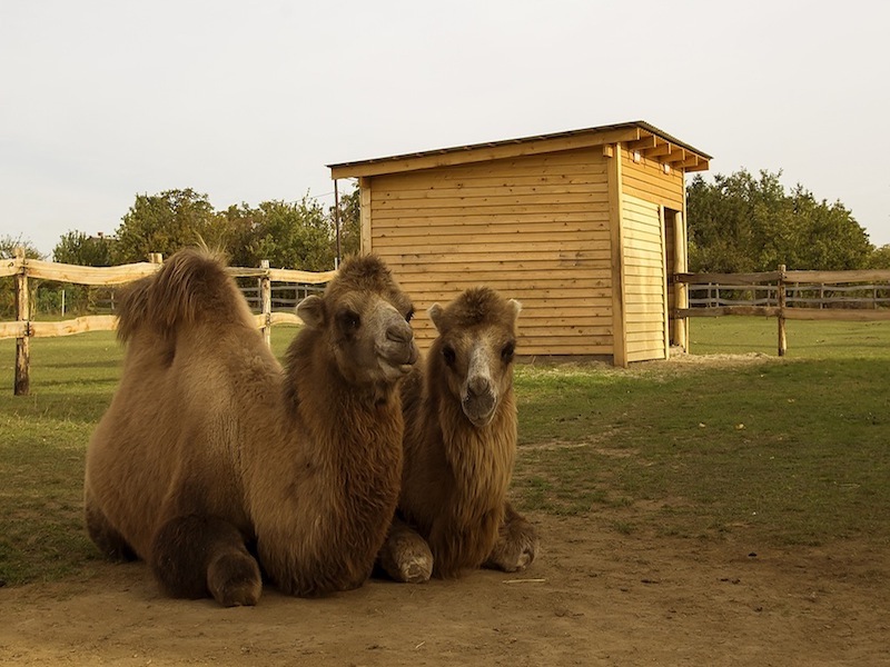 Animal park, zoo, petting zoo, horse riding, pony riding, camel, camels, camel riding, bubble football, Big Ball, Zorb, Zorbing, adventure park, Siófok, Balaton, programs