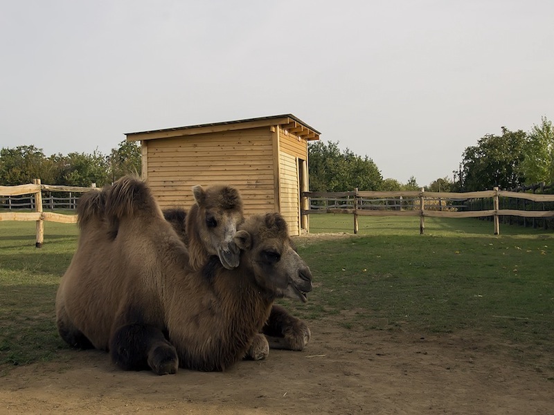 Bella Állatpark, Siófok, Programok, Állatsimogató