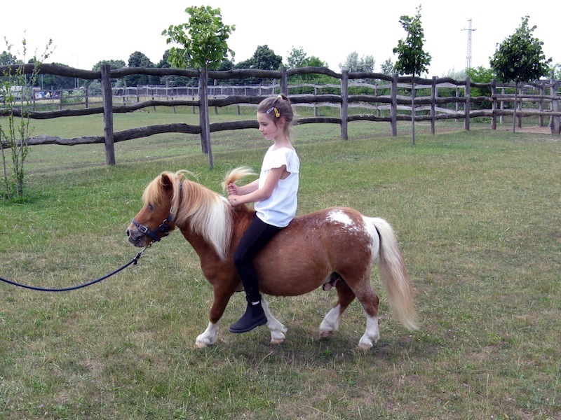 Zoo Park, Tierpark, reiten, pony, kamel, trampeltier, kalmele reiten, Hüpfburg, Abenteuerpark, Big Ball, Zorb, Zorbing, Siófok, Balaton, programme, Blasen-Fußball