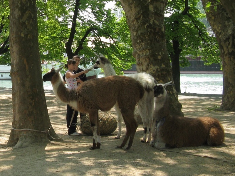 Bella Állatpark, Siófok, Programok, Állatsimogató