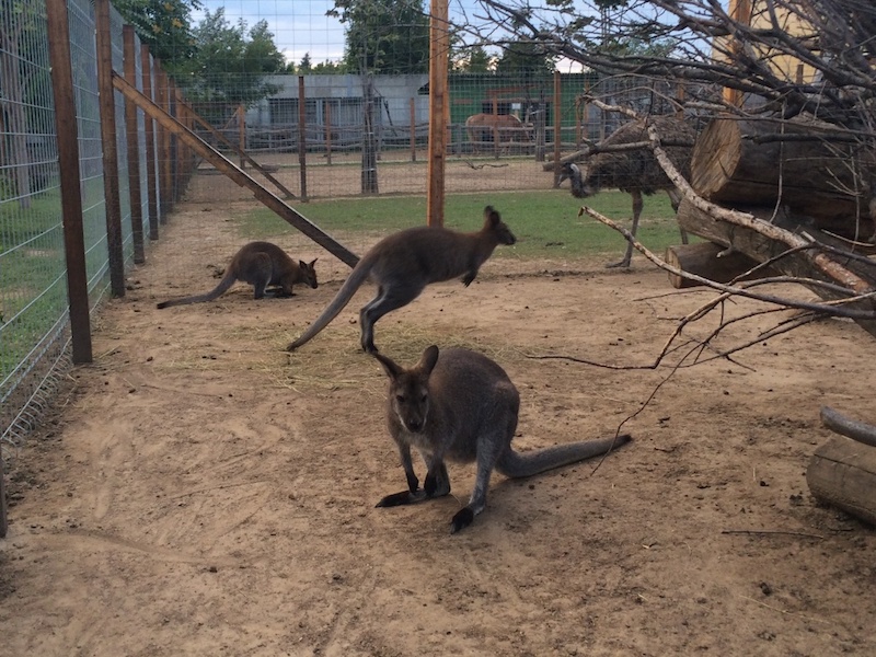 Zoo Park, Tierpark, reiten, pony, kamel, trampeltier, kalmele reiten, Hüpfburg, Abenteuerpark, Big Ball, Zorb, Zorbing, Siófok, Balaton, programme, Blasen-Fußball