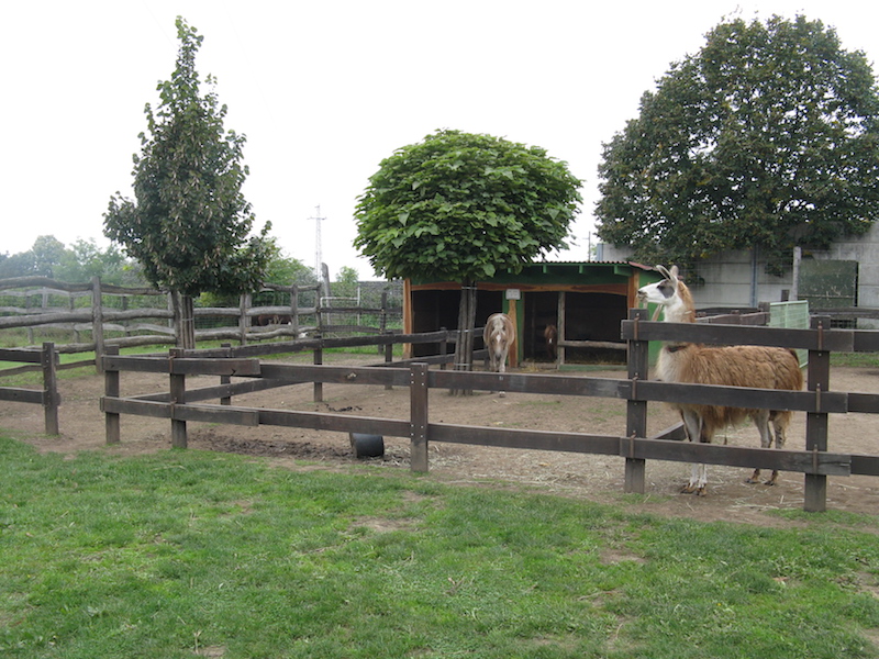 Zoo Park, Tierpark, reiten, pony, kamel, trampeltier, kalmele reiten, Hüpfburg, Abenteuerpark, Big Ball, Zorb, Zorbing, Siófok, Balaton, programme, Blasen-Fußball