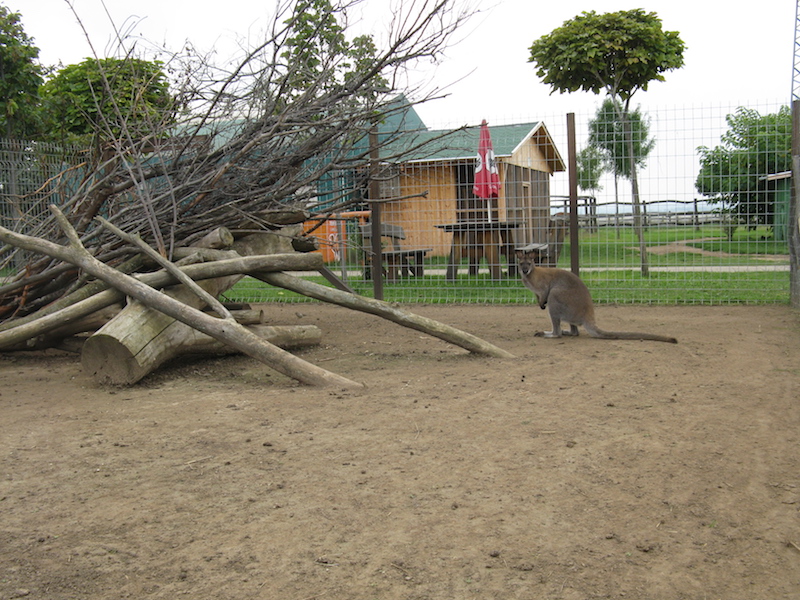 Bella Állatpark, Siófok, Programok, Állatsimogató