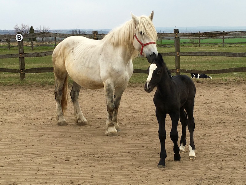 Zoo Park, Tierpark, reiten, pony, kamel, trampeltier, kalmele reiten, Hüpfburg, Abenteuerpark, Big Ball, Zorb, Zorbing, Siófok, Balaton, programme, Blasen-Fußball