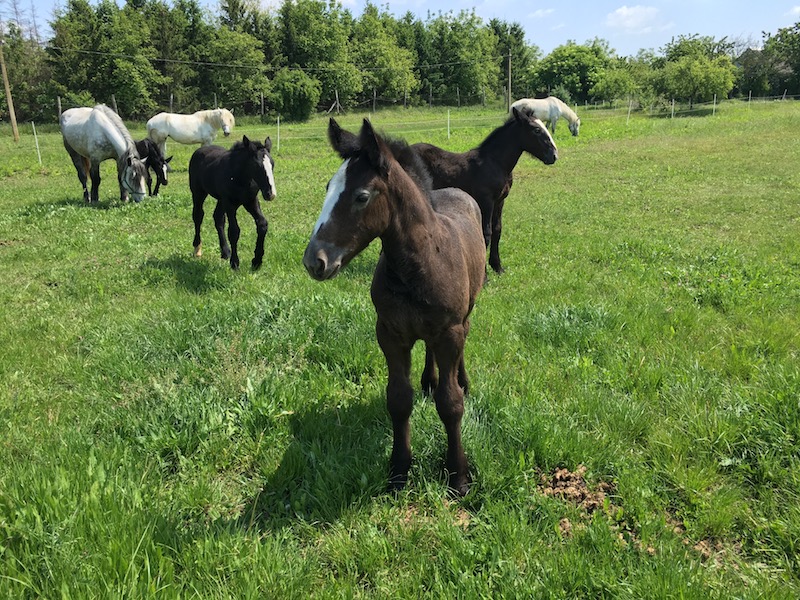 Animal park, zoo, petting zoo, horse riding, pony riding, camel, camels, camel riding, bubble football, Big Ball, Zorb, Zorbing, adventure park, Siófok, Balaton, programs