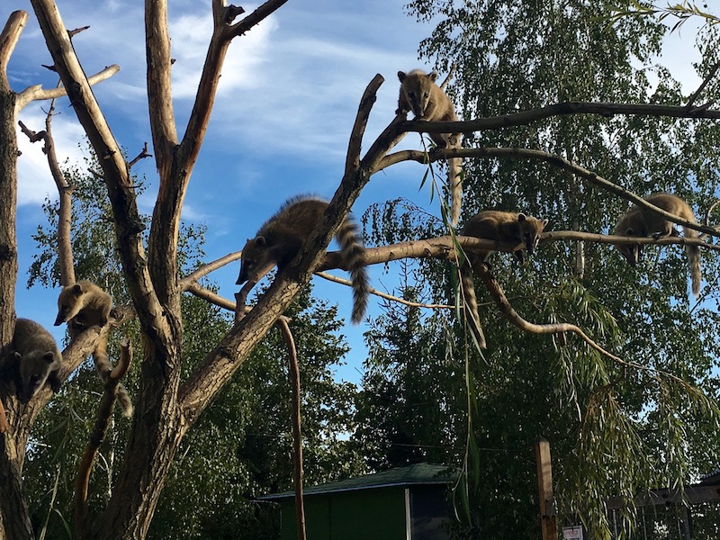 Zoo Park, Tierpark, reiten, pony, kamel, trampeltier, kalmele reiten, Hüpfburg, Abenteuerpark, Big Ball, Zorb, Zorbing, Siófok, Balaton, programme, Blasen-Fußball