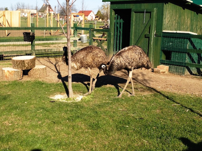 Bella Állatpark, Siófok, Programok, Állatsimogató