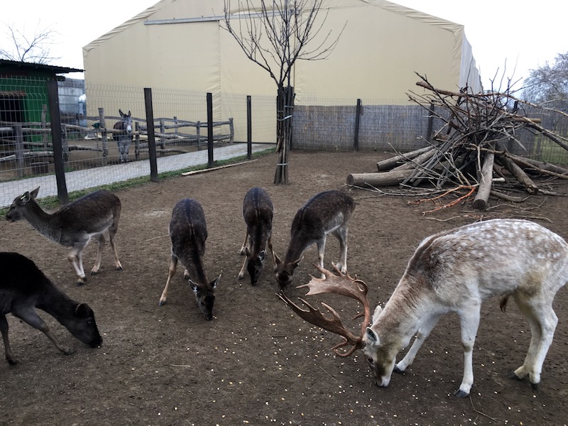 Bella Állatpark, Siófok, Programok, Állatsimogató
