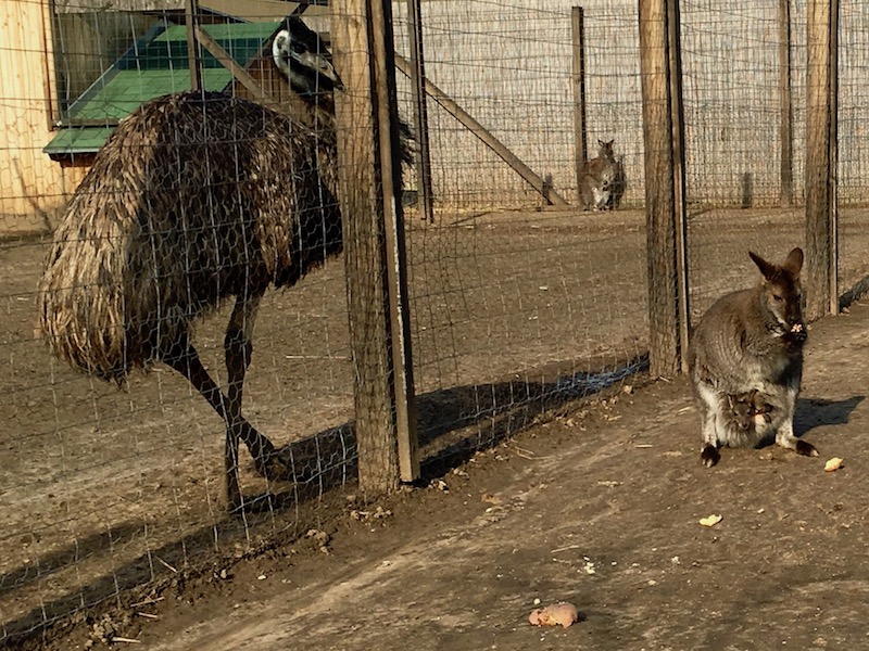 Zoo Park, Tierpark, reiten, pony, kamel, trampeltier, kalmele reiten, Hüpfburg, Abenteuerpark, Big Ball, Zorb, Zorbing, Siófok, Balaton, programme, Blasen-Fußball