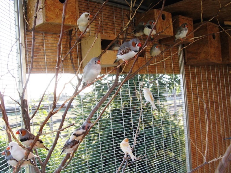 Bella Állatpark, Siófok, Programok, Állatsimogató