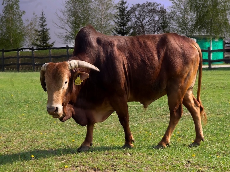 Zoo Park, Tierpark, reiten, pony, kamel, trampeltier, kalmele reiten, Hüpfburg, Abenteuerpark, Big Ball, Zorb, Zorbing, Siófok, Balaton, programme, Blasen-Fußball