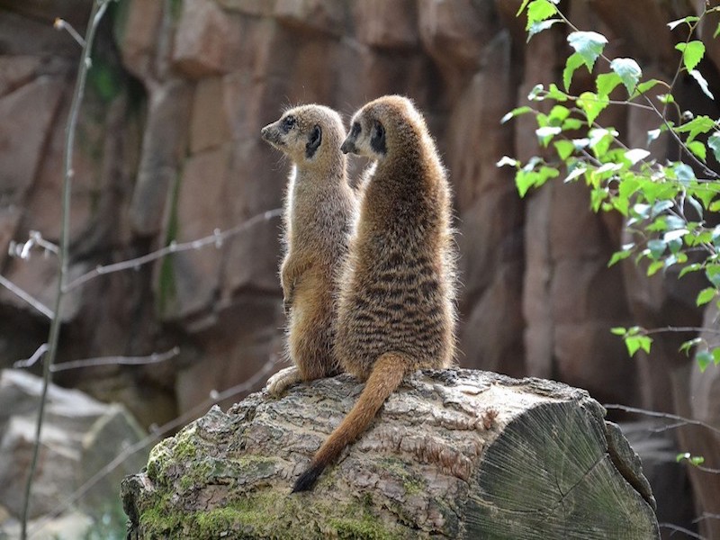 Zoo Park, Tierpark, reiten, pony, kamel, trampeltier, kalmele reiten, Hüpfburg, Abenteuerpark, Big Ball, Zorb, Zorbing, Siófok, Balaton, programme, Blasen-Fußball