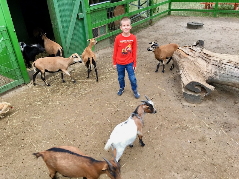 Bella Állatpark, Siófok, Programok, Állatsimogató