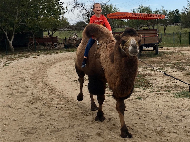 Zoo Park, Tierpark, reiten, pony, kamel, trampeltier, kalmele reiten, Hüpfburg, Abenteuerpark, Big Ball, Zorb, Zorbing, Siófok, Balaton, programme, Blasen-Fußball