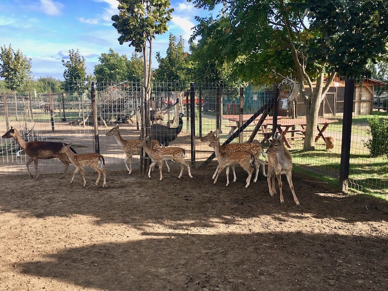 Zoo Park, Tierpark, reiten, pony, kamel, trampeltier, kalmele reiten, Hüpfburg, Abenteuerpark, Big Ball, Zorb, Zorbing, Siófok, Balaton, programme, Blasen-Fußball