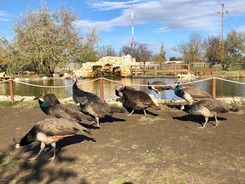 Bella Állatpark, Siófok, Programok, Állatsimogató