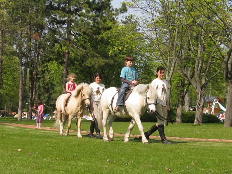 Bella Állatpark, Siófok, Programok, Élménylovaglás és tevegelés