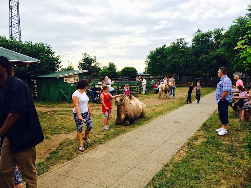 Bella Állatpark, Siófok, Programok, Élménylovaglás és tevegelés