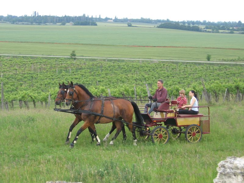 Bella Állatpark, Siófok, Programok, Sétakocsizás