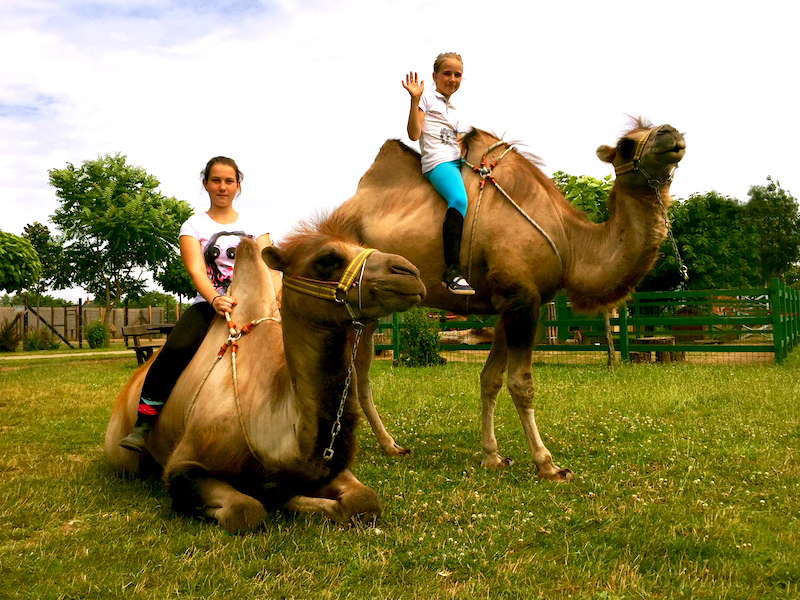 Siófok programok, tevegelés, Bella Állatpark, Zoo, állatkert, kalandpark, élménypark, állatok, Balaton